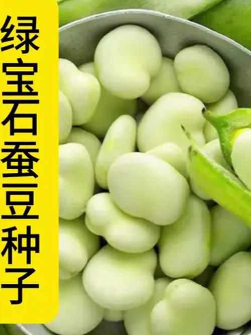 最新蚕豆品种亩产究竟有多高？-图2