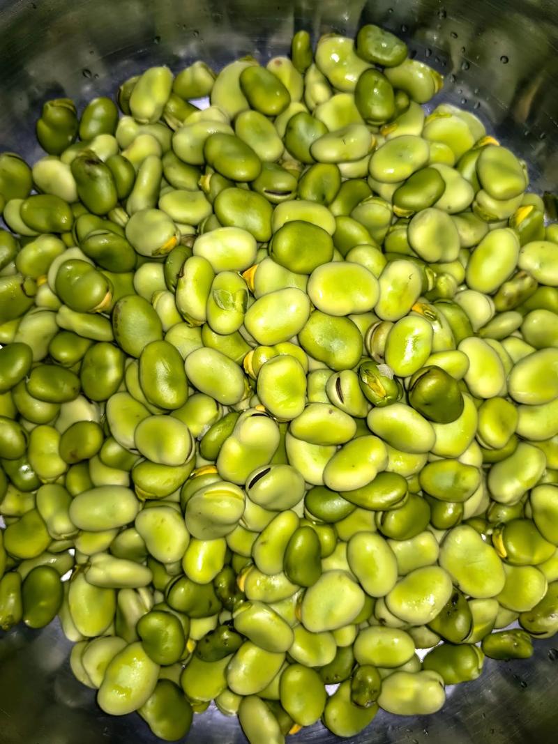 最新蚕豆品种亩产究竟有多高？-图3