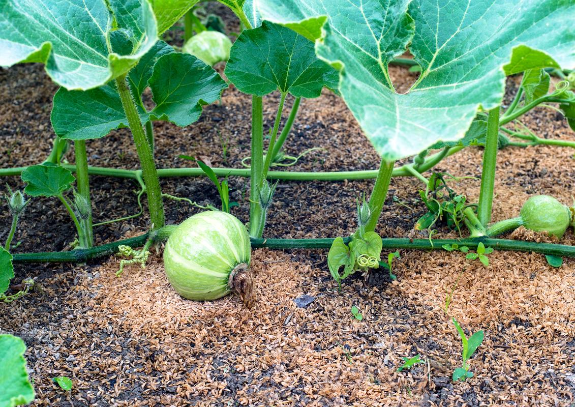 南瓜露地种植技术视频有哪些关键要点？-图3