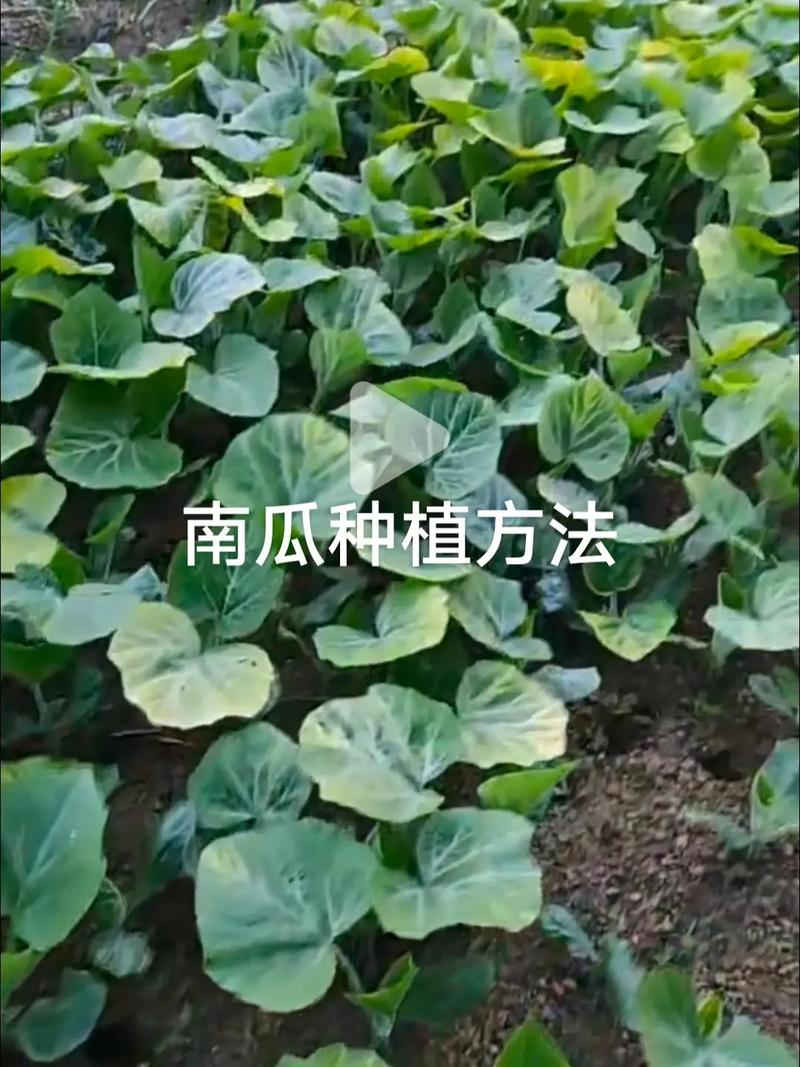 南瓜露地种植技术视频有哪些关键要点？-图2