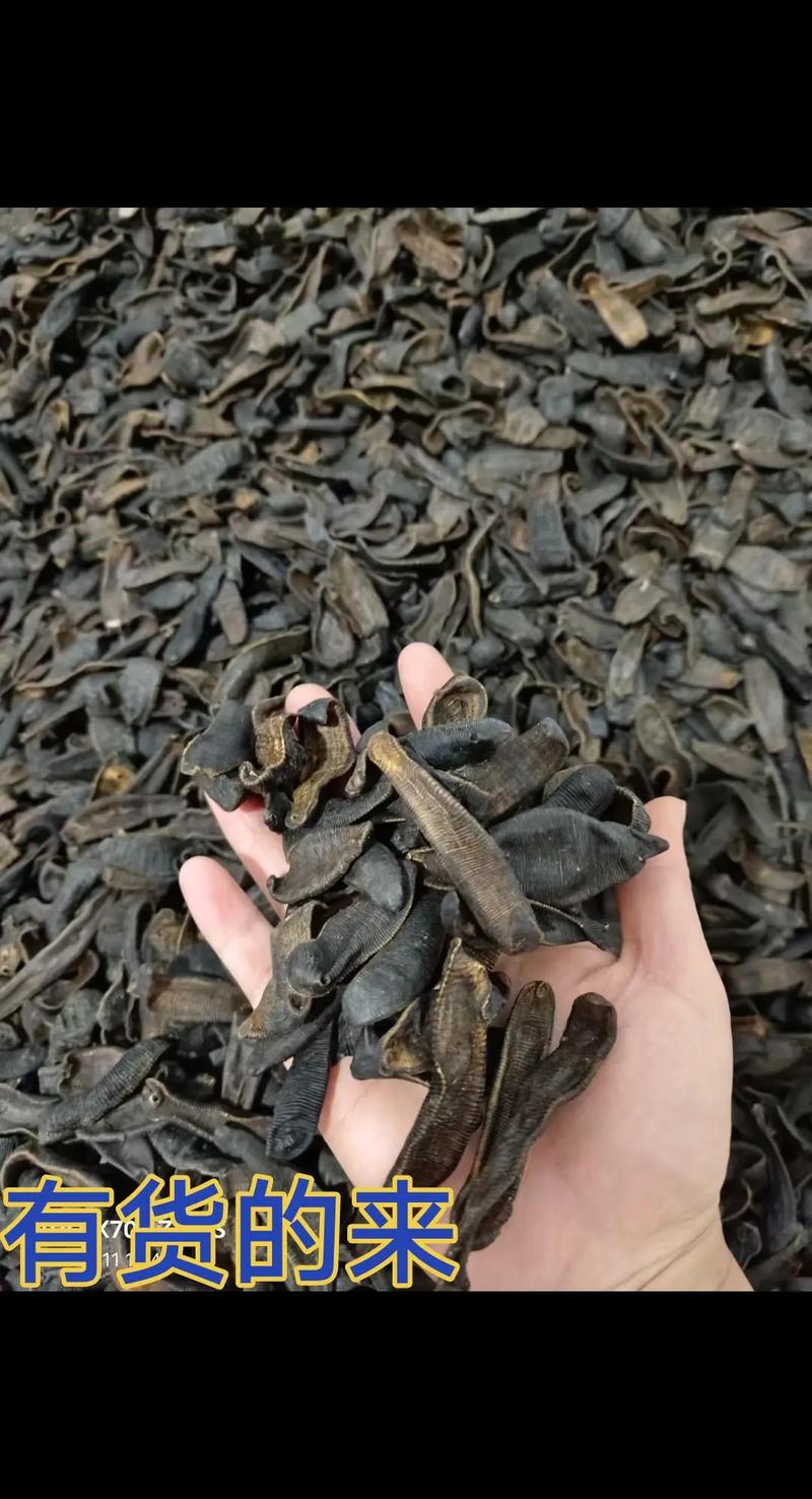 水蛭大量收购价多少？-图1