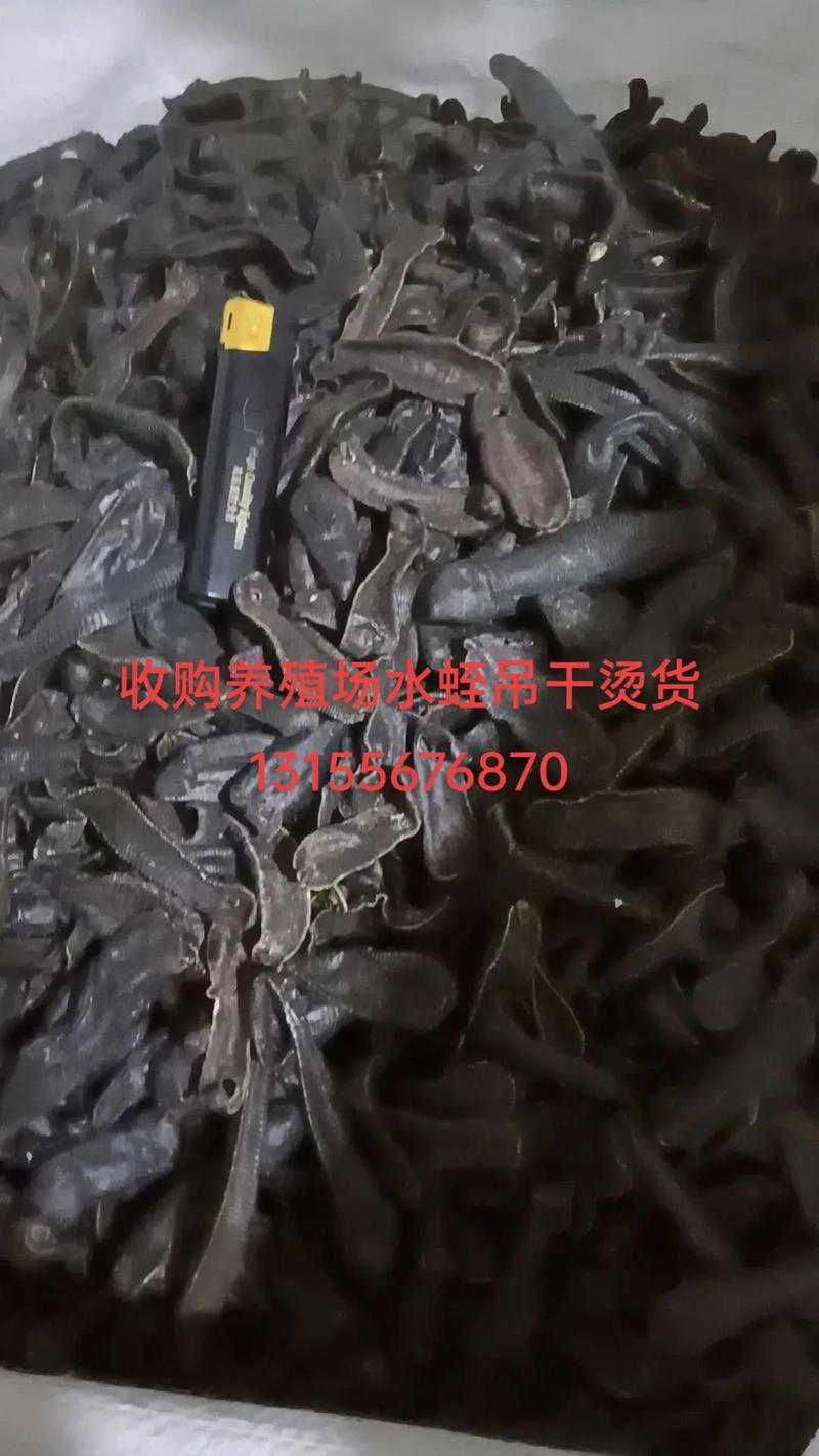 水蛭大量收购价多少？-图2