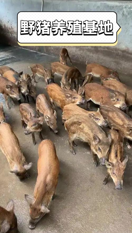 野猪养殖技术视频怎么学更高效？-图2
