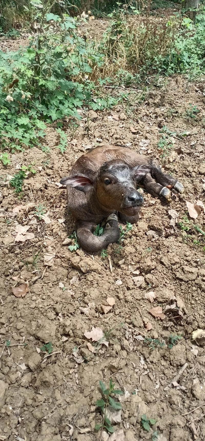 什么品种的牛出生时体型较小？-图1