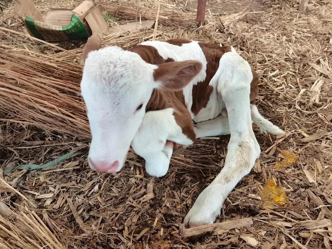 什么品种的牛出生时体型较小？-图2