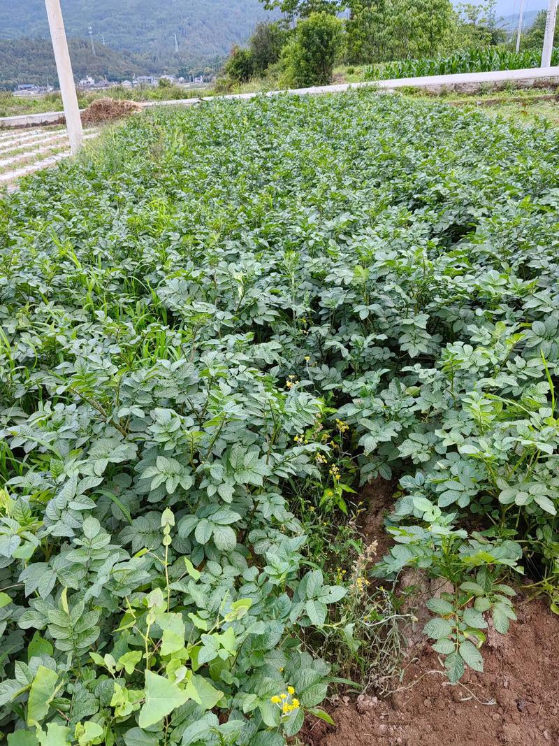 马铃薯栽培新技术视频有哪些要点？-图2