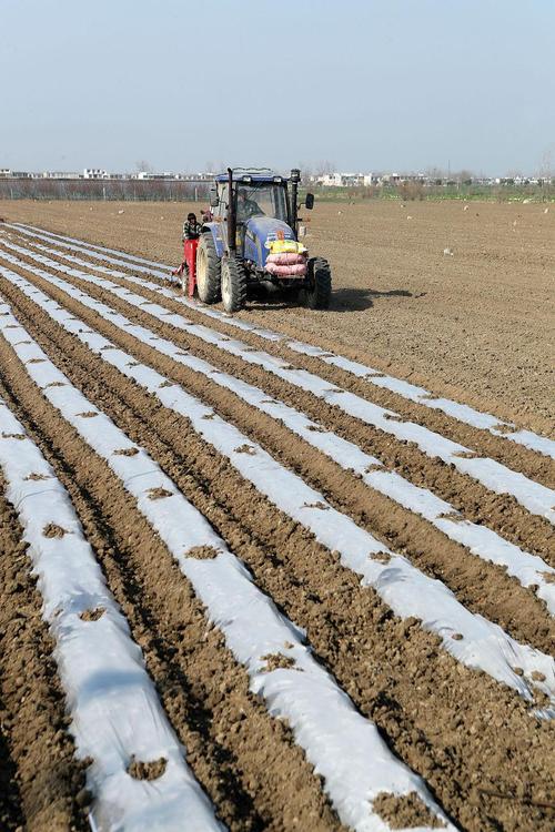 马铃薯栽培新技术视频有哪些要点？-图3