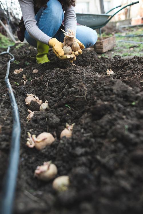 马铃薯栽培新技术视频有哪些要点？-图1