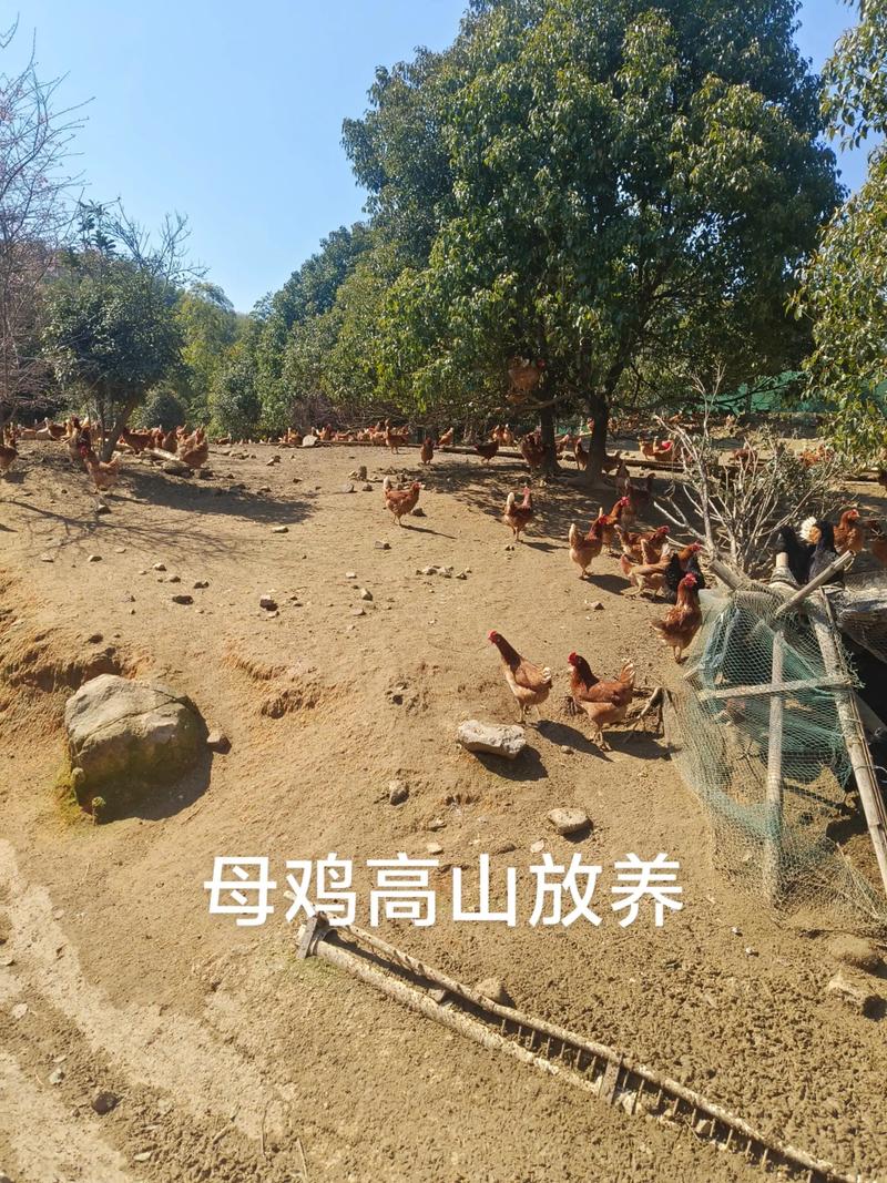 邯郸魏县山鸡养殖技术有哪些关键要点？-图3