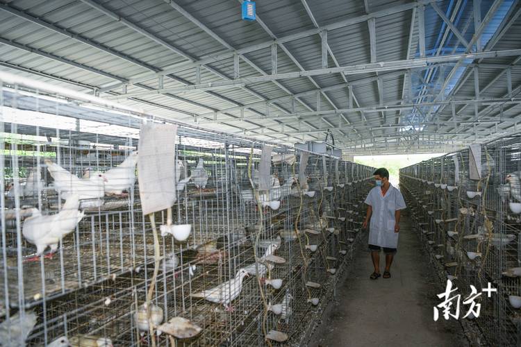 鸽子养殖技术视频有哪些关键要点？-图3