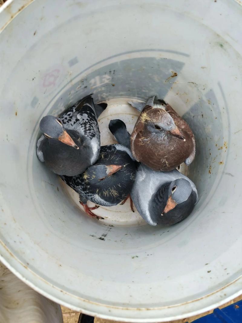 鸽子养殖技术视频有哪些关键要点？-图1