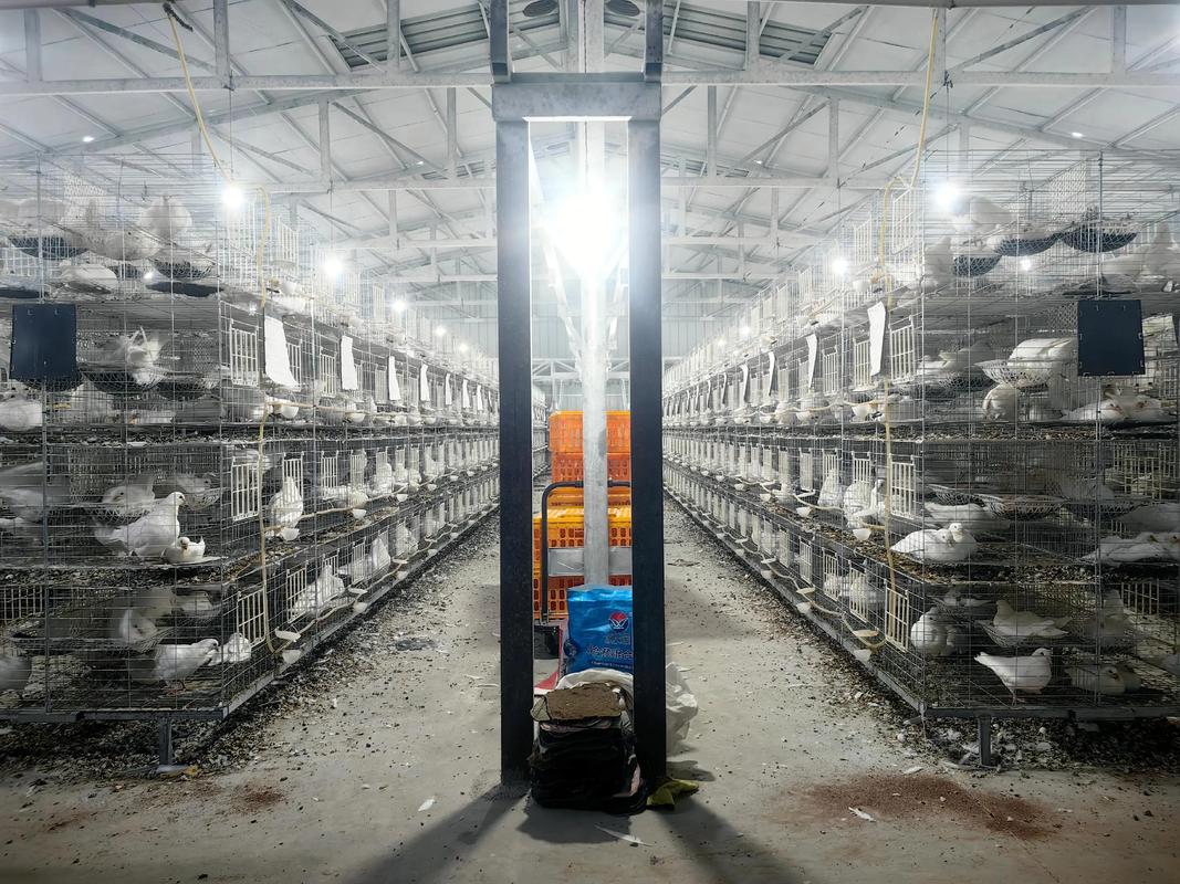 鸽子养殖技术视频有哪些关键要点？-图2