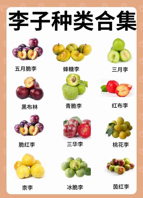 最早的李子品种是哪个？-图1