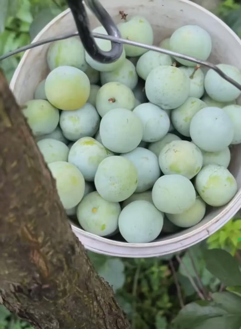 最早的李子品种是哪个？-图2