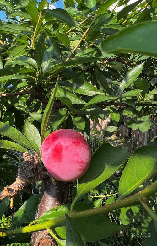 最早的李子品种是哪个？-图3