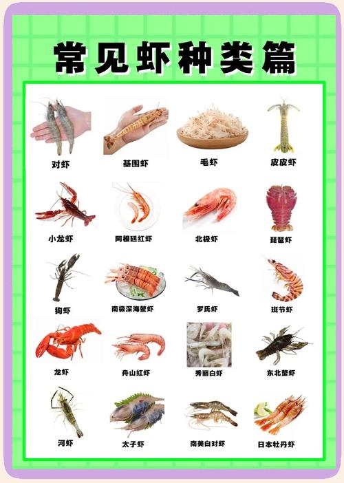 什么虾品种养殖效益最高？-图1