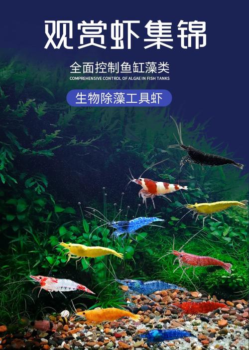 什么虾品种养殖效益最高？-图3