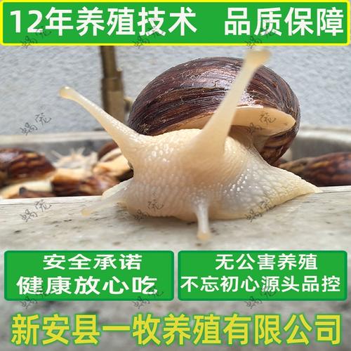 蜗牛种牛养殖技术视频怎么学？-图1