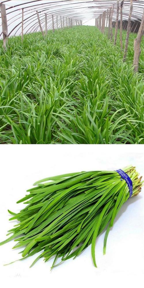 中国最抗寒韭菜品种是哪个？-图1