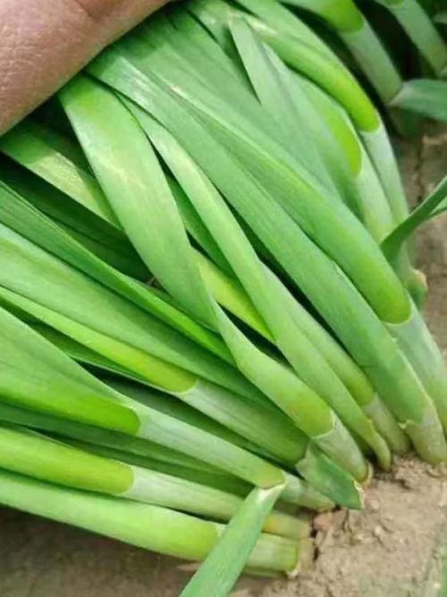 中国最抗寒韭菜品种是哪个？-图3