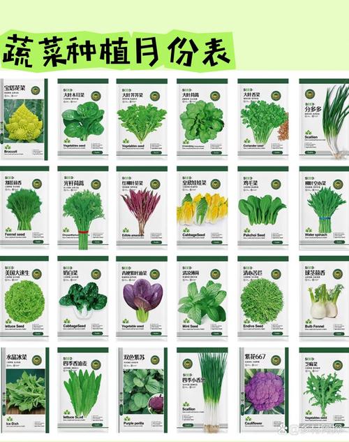 冬季蔬菜品种这么多，到底种哪种好？-图3