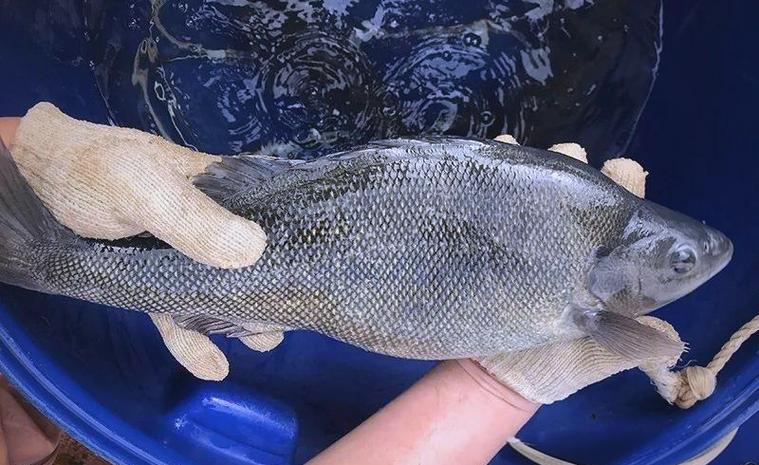 2025年鱼养殖新品种有哪些？-图1