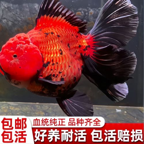 2025年鱼养殖新品种有哪些？-图2