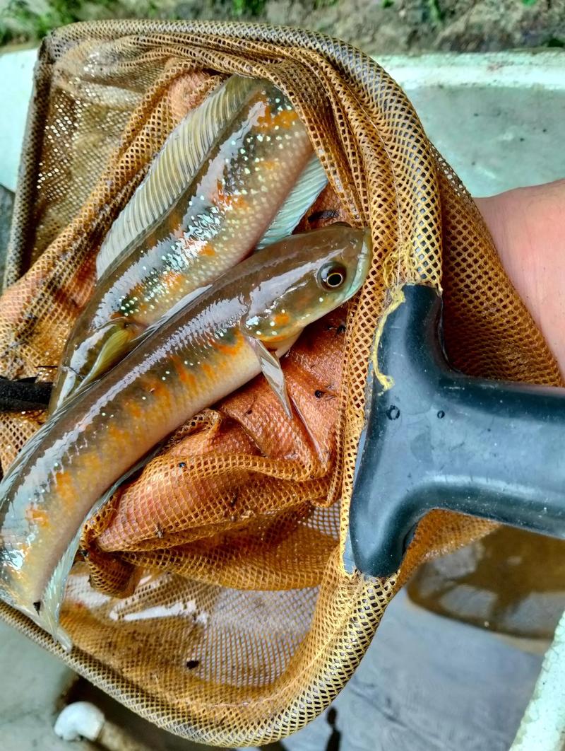 2025年鱼养殖新品种有哪些？-图3