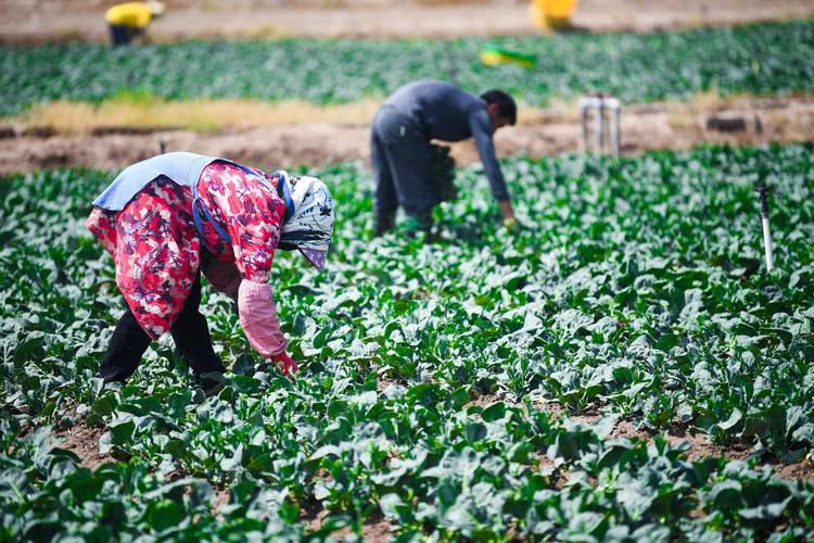 夏季菜心如何种植能高产？-图1