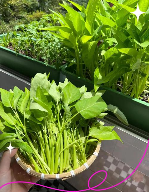 夏季菜心如何种植能高产？-图3