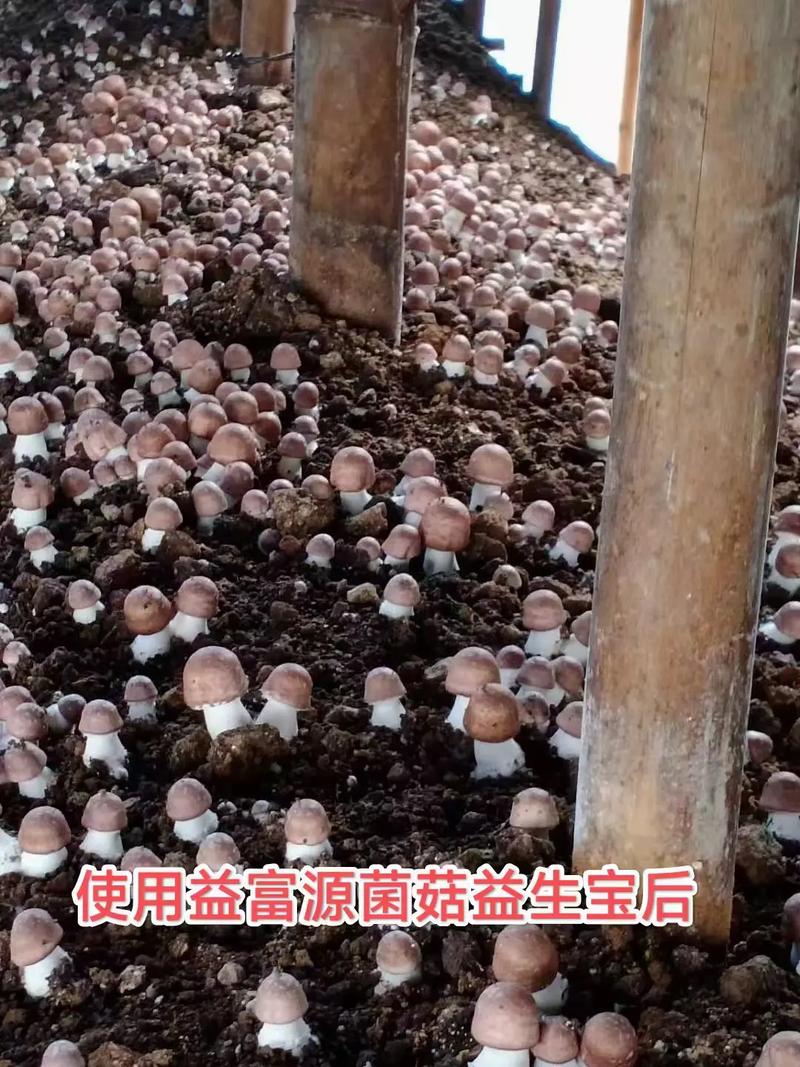 巴西蘑菇种植技术视频怎么学？-图1