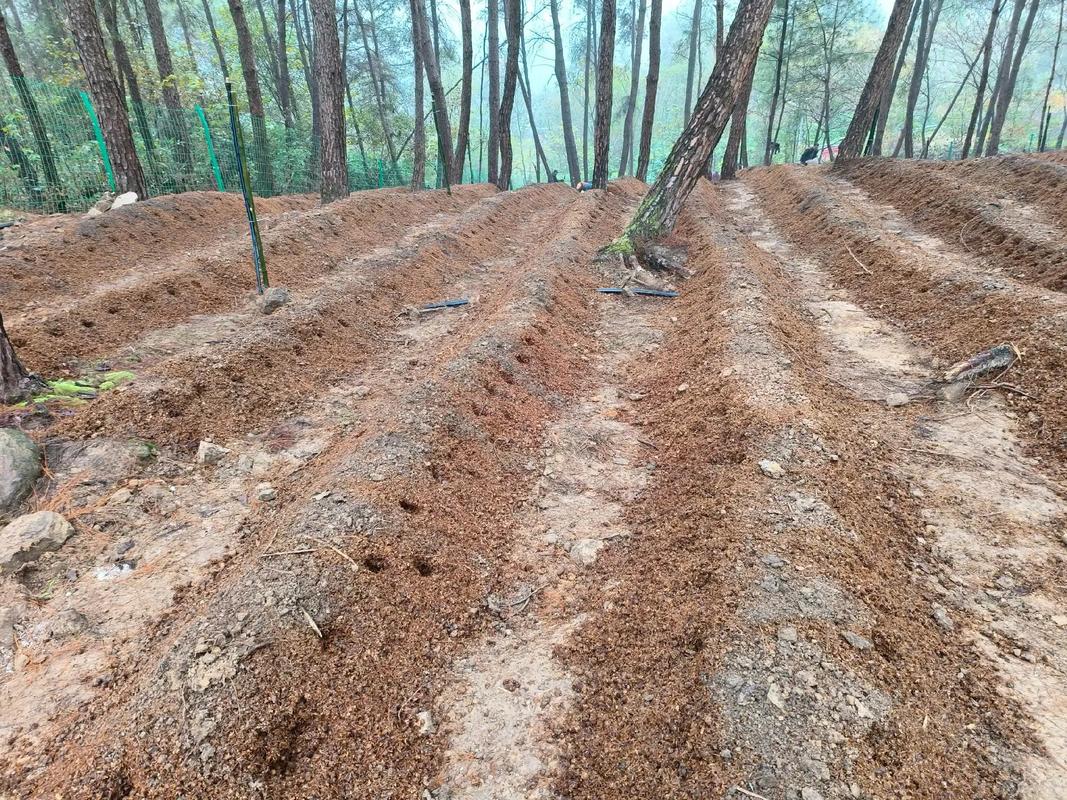 巴西蘑菇种植技术视频怎么学？-图2
