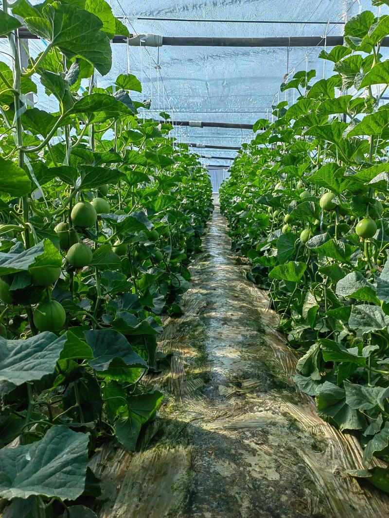 甜瓜种植如何高效土壤消毒？-图1