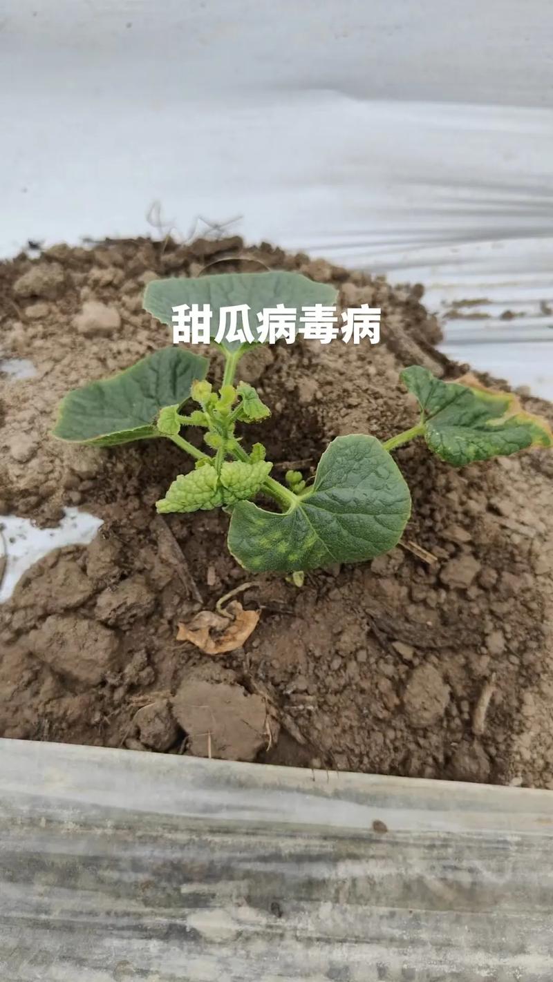 甜瓜种植如何高效土壤消毒？-图3