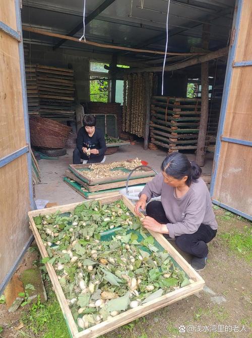 柞蚕人工养殖技术视频怎么学？-图1