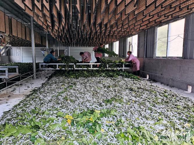 柞蚕人工养殖技术视频怎么学？-图2