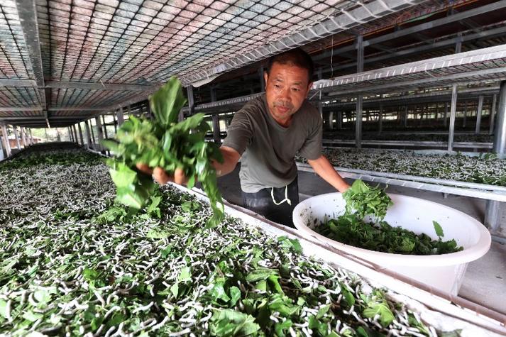 柞蚕人工养殖技术视频怎么学？-图3