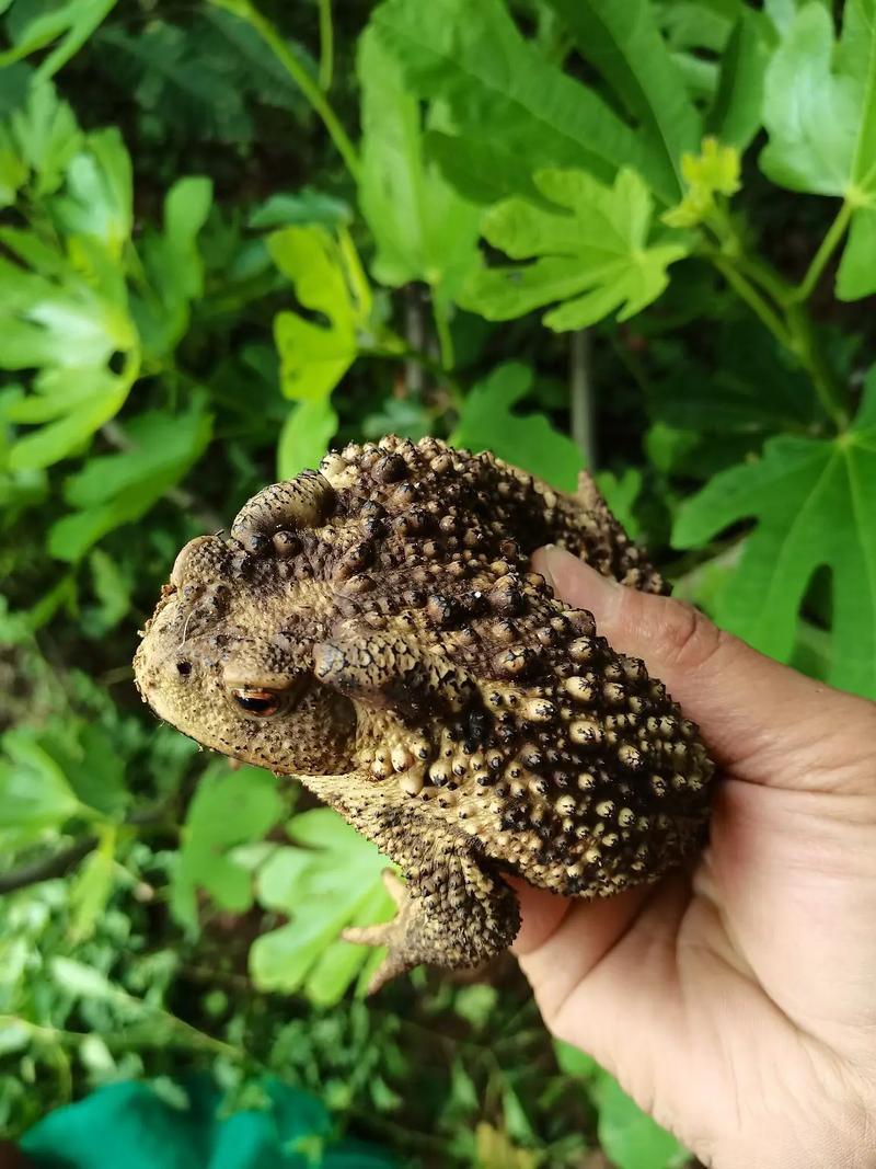 广西蟾蜍养殖技术基地-图1
