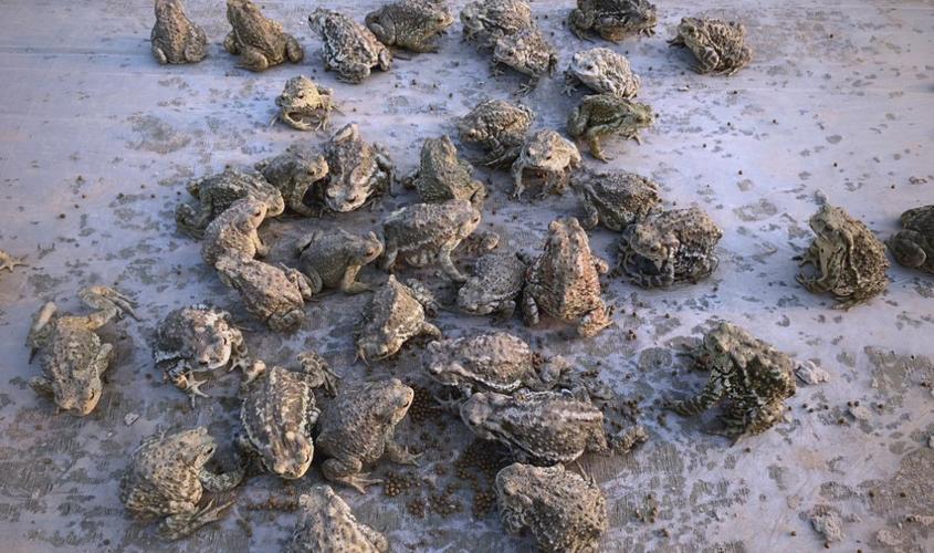 广西蟾蜍养殖技术基地-图2