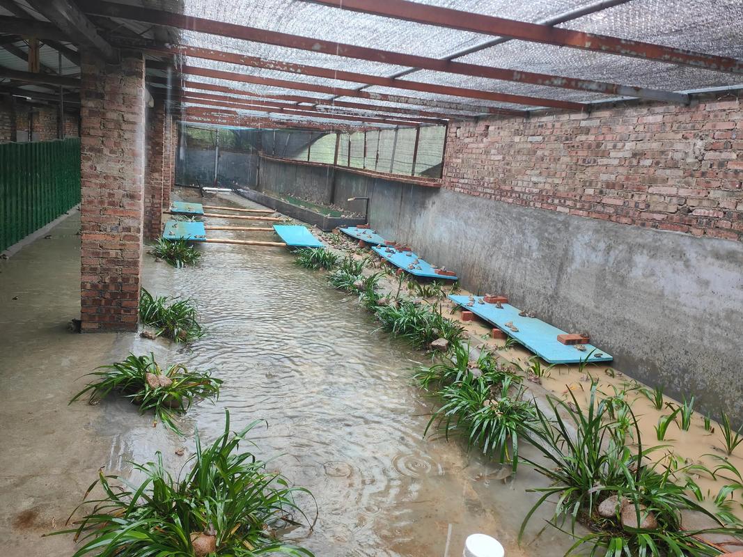 广西蟾蜍养殖技术基地-图3