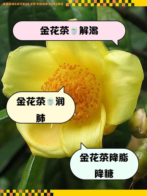 茶花品种金镶玉有何独特之处？-图1