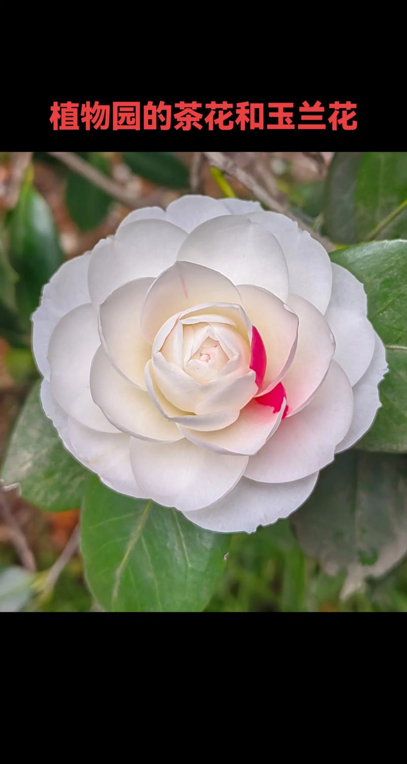 茶花品种金镶玉有何独特之处？-图2