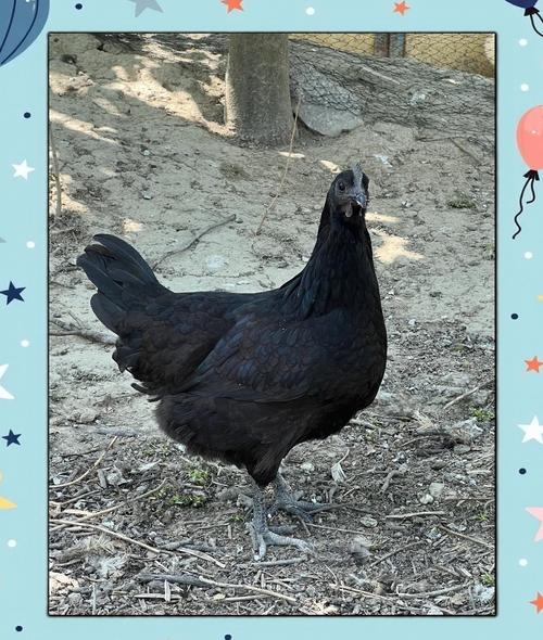 黑鸡有哪些品种？附图片参考。-图1