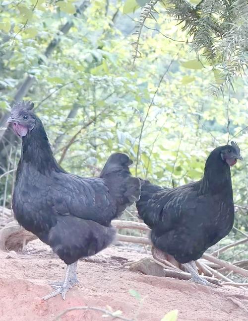 黑鸡有哪些品种？附图片参考。-图2