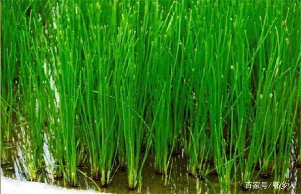 马蹄种植技术有哪些关键要点？-图1