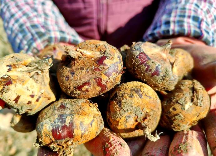 马蹄种植技术有哪些关键要点？-图2