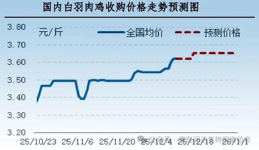 2025毛鸡价格会涨还是会跌？-图1