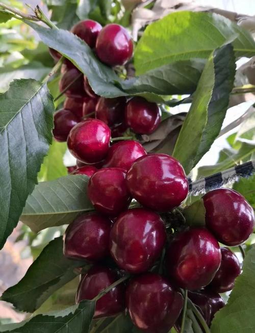 樱桃品种哪个最好？-图1