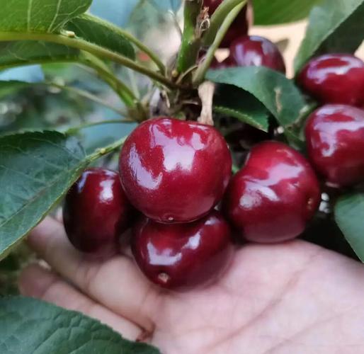 樱桃品种哪个最好？-图2