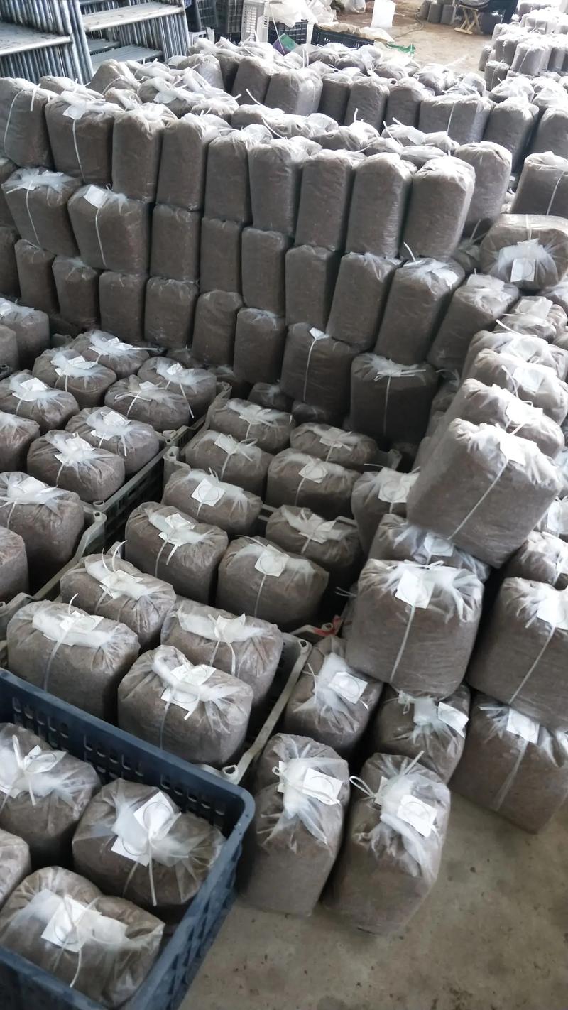 蘑菇香菇种植技术视频怎么学？-图1